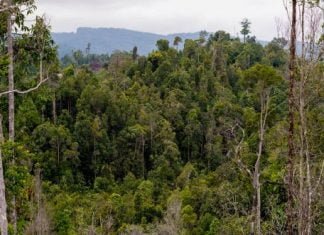 Taman Negara Sarawak Makmal Hidup Penyelesaian Iklim