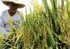 Meningkatkan Pengeluaran Padi Menjelang 2030