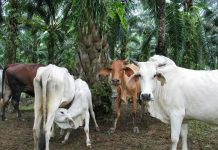 Pelet Sisa Kelapa Sawit