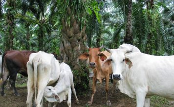 Pelet Sisa Kelapa Sawit