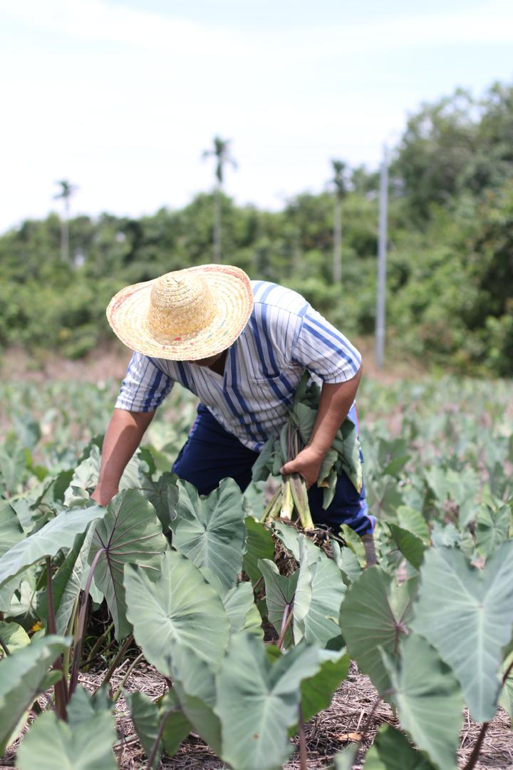 Pembangunan ekonomi luar bandar secara tradisinya digerakkan menerusi aktiviti pertanian, sama ada pertanian sara diri yang kebanyakannya dijalankan oleh pekebun kecil ataupun aktiviti pertanian skala besar bagi tujuan komersial.