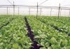 Achievements of the Agricultural Sector in Sarawak