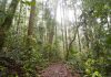 Sustainable Forestry through Industrial Forest Plantation