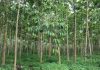 Restorasi Landskap Hutan, Sarawak Tanam Lebih 10 Juta Pokok