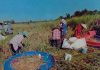 Adat Resam dan Pantang Larang Suku Tagal di Sarawak