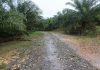 Projek Jalan Ladang Beri Manfaat Kepada 38 Pengusaha Kelapa Sawit