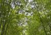 Sarawak Focus towards Carbon Trading and Hydrogen
