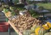 Transformation of Spaoh into Becoming a Modern Agrohub