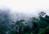 Perladangan Hutan Fokus Utama Kelestarian Persekitaran