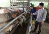 Program Pembangunan Ternakan Bantu Para Penternak Di Bintulu