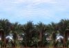 Advancing Sarawak’s Sago Industry