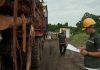 Aplikasi Digital Memudahkan Proses Kutipan Royalti Kayu Ladang Hutan