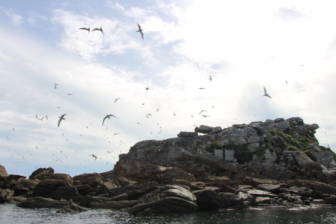 The photo captures a rugged coastal outcrop rising from the sea, with jagged rocks and patches of greenery clinging to its surface. Above, numerous seabirds are in flight, suggesting the area is a nesting or resting site. The water surrounds the rocky island, and the partly cloudy sky allows sunlight to filter through, giving the scene a natural, serene atmosphere. It’s a vivid snapshot of the interaction between marine life and coastal geology, highlighting the raw beauty of a seabird habitat.