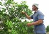 Sarawak’s Fruit Industry: Growing Sarawak’s Future!