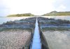 Sarawak Aquaculture Expands Rural Development